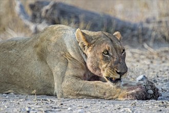 Lioness (Panthera leo) growling while lying down