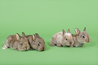 Four Domestic Rabbits (Oryctolagus cuniculus forma domestica)