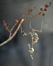 Wandering Violin Mantis (Gongylus gongyloides) on a branch
