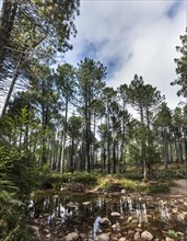 Small river flowing through a pine forest