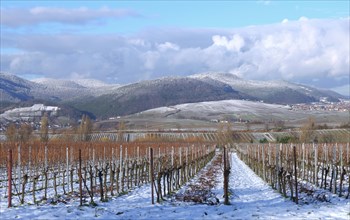 Vineyards in winter