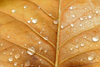 Leaf structure with raindrops