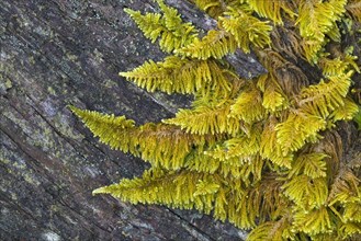 Curled hook-moss (Cratoneuron commutatum)