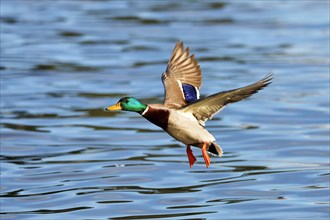 Mallard (Anas platyrhynchos)