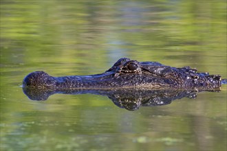 American Alligator (Alligator mississippiensis) swimming in a swamp