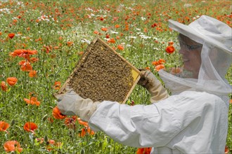 Beekeeper in flower meadow