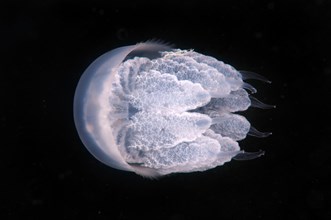 Barrel Jellyfish or Dustbin-lid Jellyfish (Rhizostoma pulmo)