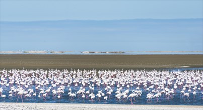 American flamingos (Phoenicopterus ruber) and Lesser Flamingos (Phoeniconaias minor)