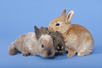 Three Domestic Rabbits (Oryctolagus cuniculus forma domestica)