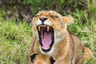 Lioness (Panthera leo) yawning