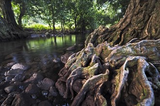 Chestnut tree at a river