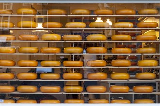 Cheese wheels in a shop