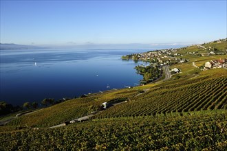 The vineyards of Lavaux on Lake Geneva