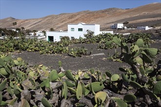 Cacti field