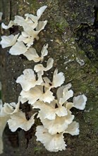 White Auricularia fungi (Auriculariaceae) growing on a tree trunk