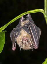 Tent-making Bat (Uroderma bilobatum) hanging in a tree