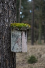 Moss-covered bird house