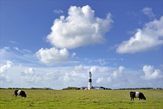 Black and white cows graze in front of the lighthouse Kampen