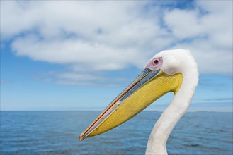 Great White Pelican (Pelecanus onocrotalus) in Walvis Bay