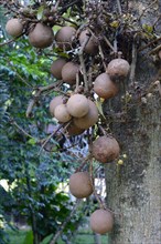 Fruit of the cannonball tree (Couroupita guianensis)