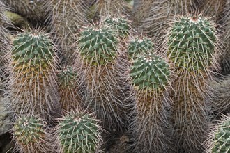 Cacti (Mammillaria compressa)