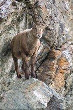 Alpine ibex (Capra ibex) in cliff