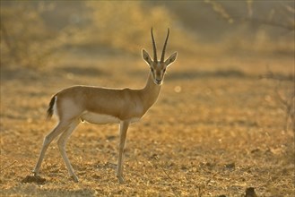Indian Gazelle or Chinkara (Gazella bennettii) in the dry bush forests of Thar Desert