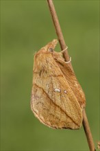 The Drinker moth (Euthrix potatoria)