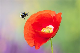 Garden bumblebee (Bombus hortorum) flies Corn poppy (Papaver rhoeas) to Hesse