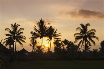 Sunset behind coconut trees