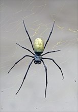 Silk Spider