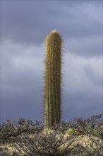 Echinopsis atacamensis cactus on platea