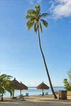 Beach with a large palm tree and sun umbrellas