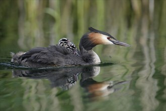 Great Crested Grebe (Podiceps cristatus)