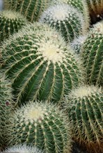 Golden Barrel Cactuses (Echinocactus grusonii)