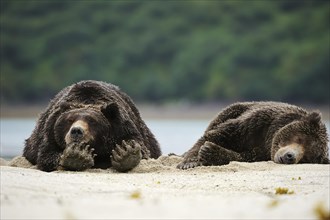 Two Brown Bears (Ursus arctos) sleeping next to each other in the sand