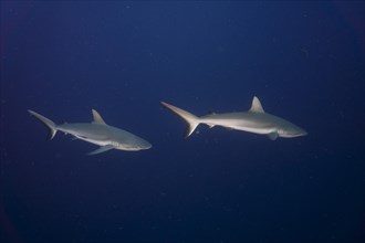 Grey reef sharks (Carcharhinus amblyrhynchos)