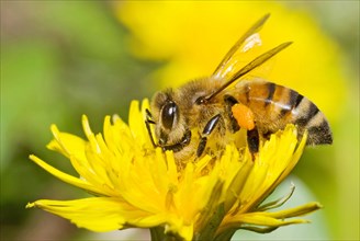 Honey Bee (Apis sp.) on Dandelion (Taraxacum sp.)