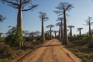 Avenue of the Baobabs or Baobab Alley