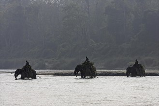 Mahouts crossing the East Rapti River with their elephants at Sauraha