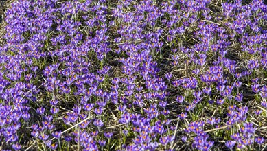 Mass cultivation of crocuses