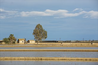 Flooded rice fields and farmstead