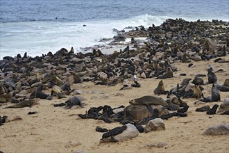 Brown Fur Seals or Cape Fur Seals (Arctocephalus pusillus) on the beach