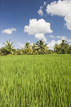 Paddy field and coconut trees