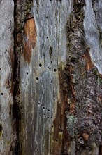 Dead wood with insect gnaw marks and holes in the wood