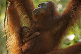Bornean Orangutans (Pongo pygmaeus)