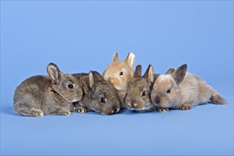 Five Domestic Rabbits (Oryctolagus cuniculus forma domestica)