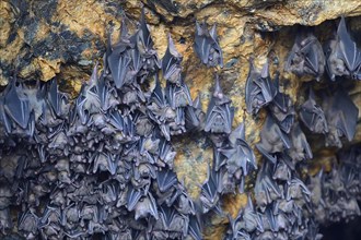 Hundreds of bats in a cave above the altar