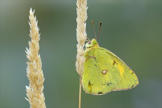 Pale Clouded Yellow (Colias hyale) on a grass seed head