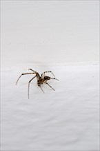 Cross spider (Araneus diadematus) crawling on wallpaper
